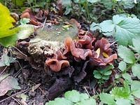 Auricularia auricula-judae - Urechea lui Iuda