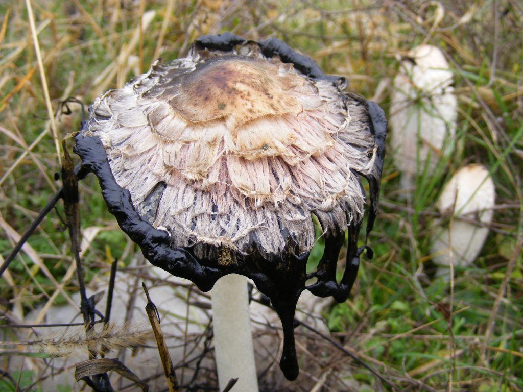 This image has an empty alt attribute; its file name is coprinus-1024x768.jpg