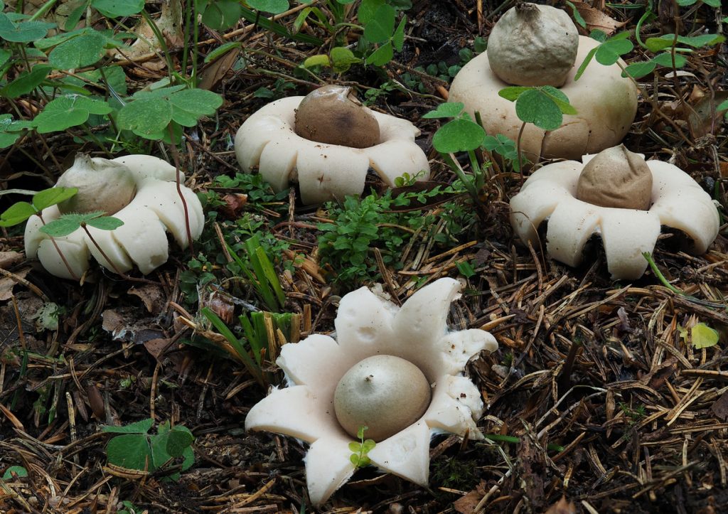This image has an empty alt attribute; its file name is geastrum1-1024x723.jpg