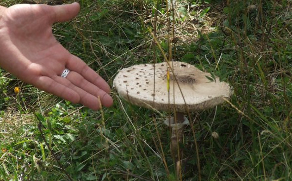 This image has an empty alt attribute; its file name is lepiota1.jpg