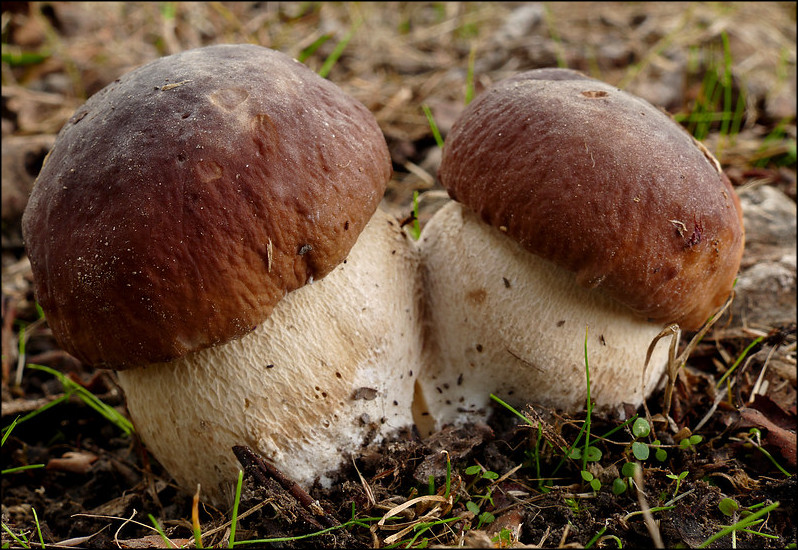 This image has an empty alt attribute; its file name is boletus-edulis1.jpg