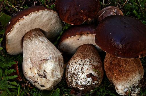 This image has an empty alt attribute; its file name is boletus-edulis22.jpg