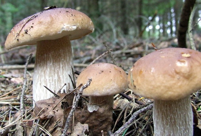 This image has an empty alt attribute; its file name is boletus-edulis-11.jpg