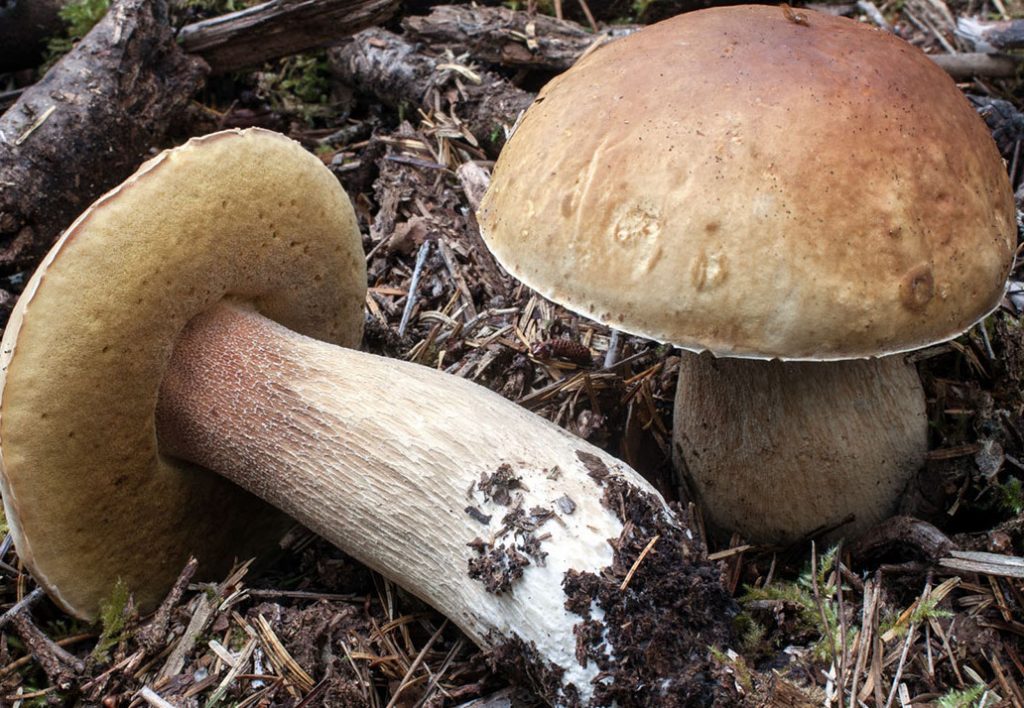 This image has an empty alt attribute; its file name is boletus-edulis-22-1024x708.jpg