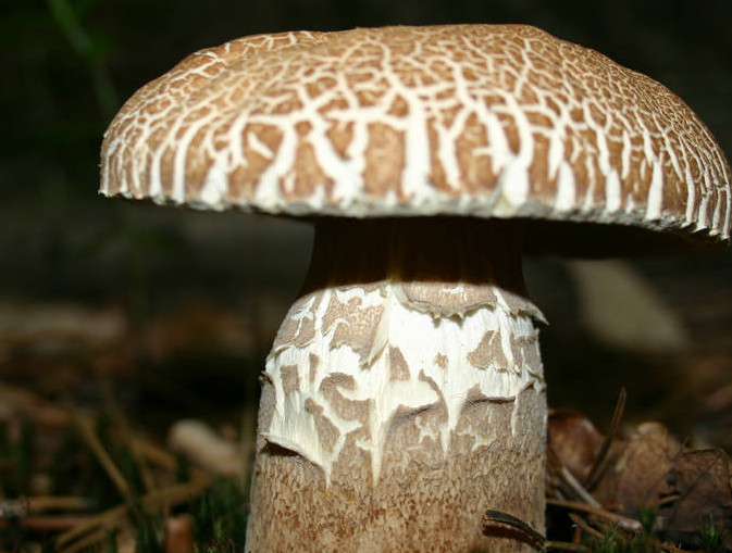 This image has an empty alt attribute; its file name is boletus-reticulatus33.jpg