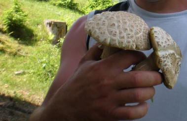 This image has an empty alt attribute; its file name is boletus_reticulatus1.jpg