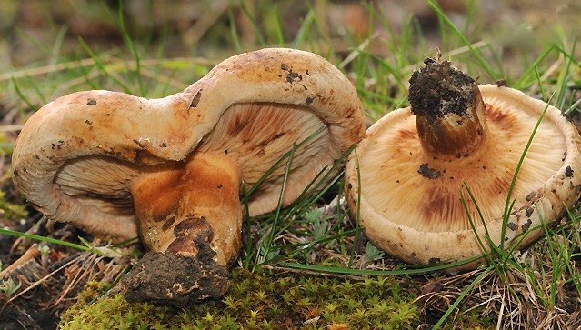 This image has an empty alt attribute; its file name is Paxillus-involutus11.jpg