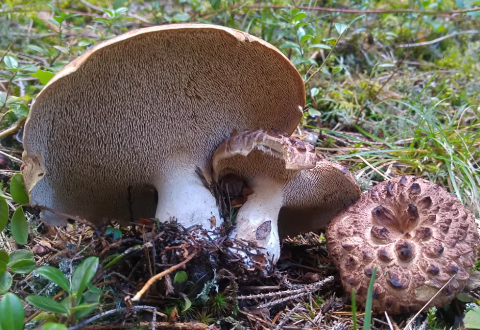 Sarcodon imbricatus barba ţapului Ciupercar.ro