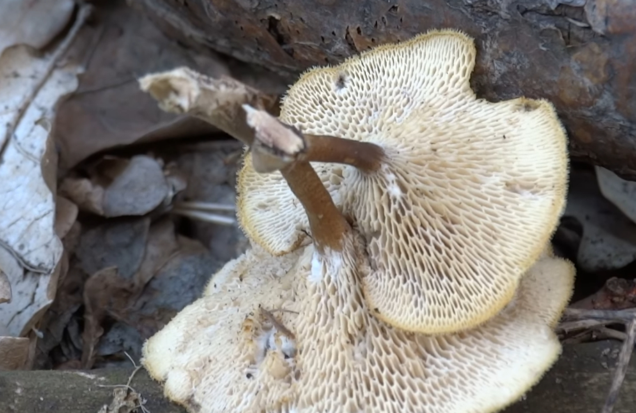 Polyporus arcularius – Ciupercar.ro