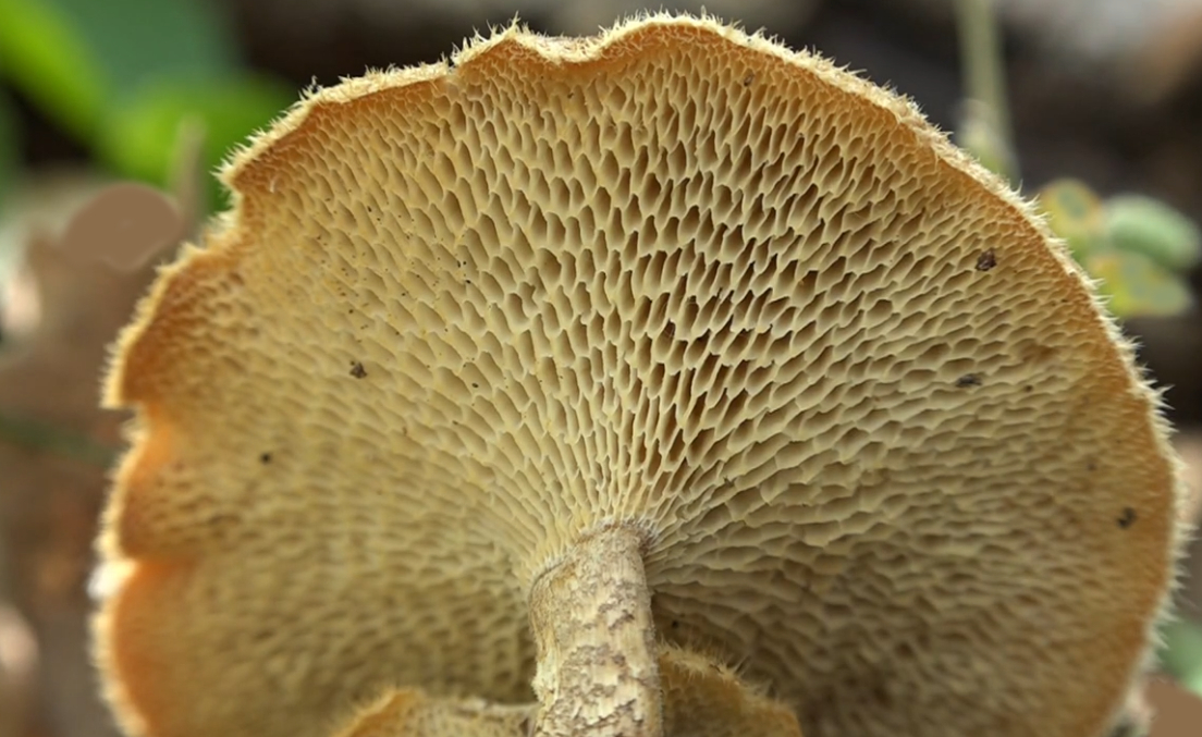 Polyporus arcularius – Ciupercar.ro